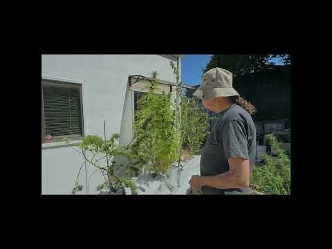 🌱 Cannabis Growing Tips: September De-Leafing & Pruning 🌱