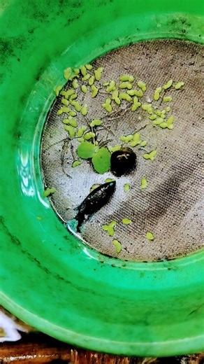 Hybrid Betta breed #fish #bettafish #betta