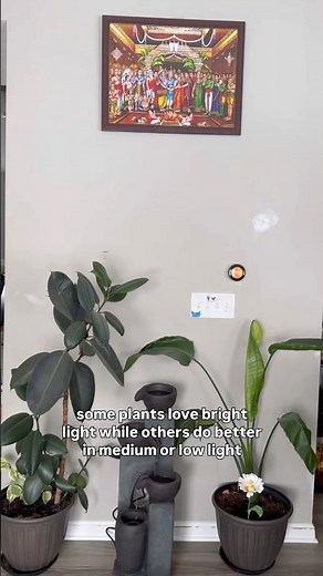 Indoor Plant Care Routine 🌿 Step-by-Step Guide | Gardening with Lakshmi