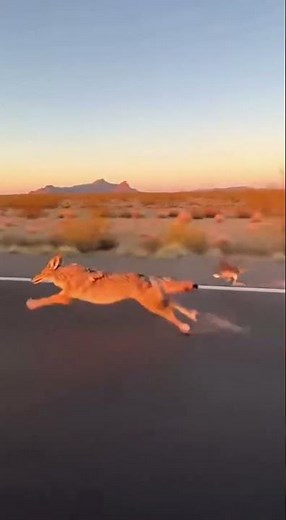 公路竞赛 #追逐#赛跑#公路赛#狼#Chasing #Racing #Road Racing #Wolf