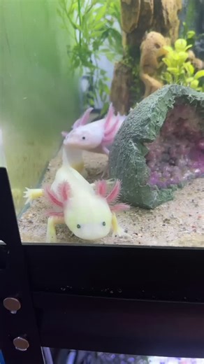 How to Care for Axolotls: Tank Setup, Feeding, and Handling Guide