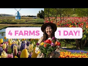The ULTIMATE Skagit Valley Tulip Festival Guide:🌷4 FARMS in 1 DAY Vlog