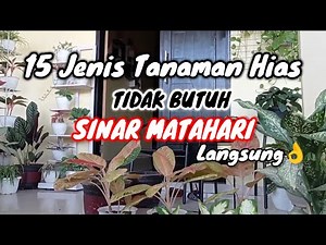 15 Tanaman Hias Tidak butuh SINAR MATAHARI langsung❗ alias minim cahaya || cocok dalam Ruangan👌