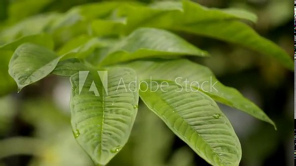 Close up view of Elephant foot yam or Amorphophallus trees is a popular tuber vegetable in tropics and subtropics. It is also known as white spot giant arum, stink lily, and sweet yam