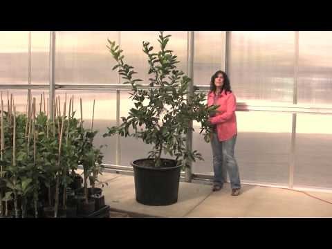 Four Winds Growers presents: "Pruning Your Citrus"