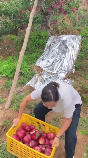 Natural Life Harvest Red Apple Fruit #farming #fruit #natural #shorts #video