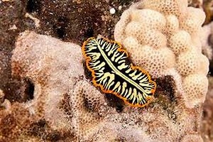 Tiger Flatworm
