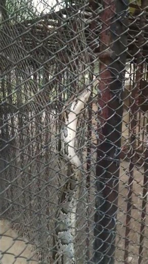 Trying to get out #paython