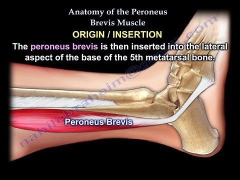 Anatomy Of The Peroneus Brevis Muscle - Everything You Need To Know - Dr. Nabil Ebraheim