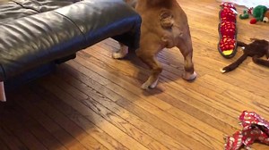 His favorite! The Wobble Wag Giggle Ball! All Mr Wrinkles Christmas dreams came true! 🎄 | Bull Terrier Rescue of Virginia