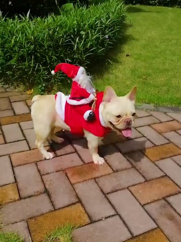 BWOGUE Santa Dog Costume Christmas Pet Clothes Santa Claus Riding Pet Cosplay Costumes Party Dressing up Dogs Cats Outfit for Small Medium Large Dogs Cats
