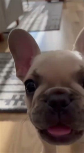 French Bulldog Zoomies In The Living Room 🐶