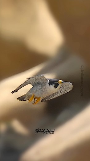 Peregrine Falcon in flight.From Recorded speed to super slow motion. #Falcons #falcon #birdsofprey #birds #wildlife #birdsoffacebook #birdlovers | Tohid Azimi