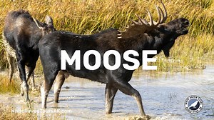 Our Wildlife Conservation Center and Portage Valley tour pairs rescued Alaska wildlife with glacier and mountain views. #AlaskaWildlife #PortageValley #anchoragetours Viator GetYourGuide Project Expedition Shore Excursions Group Context Travel | WHITE RAVEN TOURS AK | Facebook