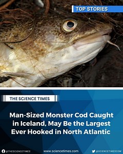 A humongous cod weighing a whopping 112lbs (50kg) and at almost 6 feet (1.85m) has been caught by a fisherman off the coast of Iceland. Read more here: https://bit.ly/37KDOGA | Science Times