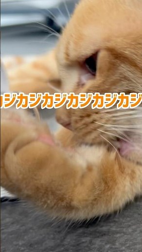 バスくんのおもちゃ #さかがみ家 #保護犬 #保護猫 #dog #cat #坂上忍