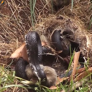 52K views · 238 reactions | Momma Rabbit save babies | Ljg Roofing ヲ メ | Facebook