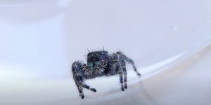 Shy jumping spider cleans eyes in cute video