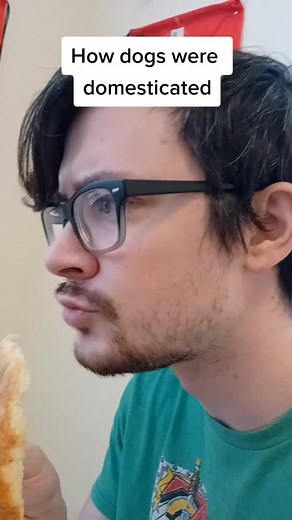 How Wolves Were Domesticated: The Evolution of Dogs