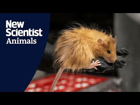 Can genetically engineered 'woolly' mice help bring back the mammoth?