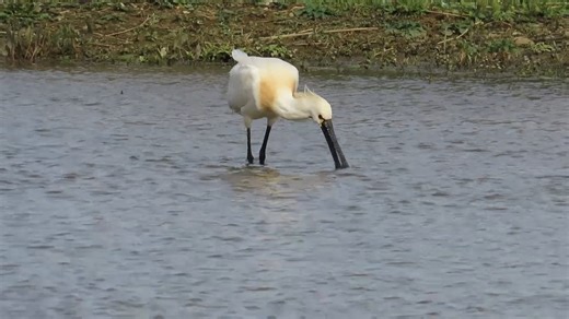 3.5K views · 131 reactions | Spectacular spoonbill at Filey Dams, courtesy of Judith Henley. 朗 #WildlifeWednesday | Yorkshire Wildlife Trust | Facebook