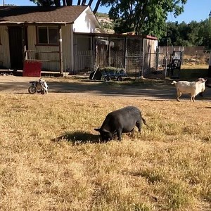 41K views · 331 reactions | This is what the funky bunch does when they aren’t on the move . The hang out together ! Check out Joshua . #rootforjoshua #funky | Farm Animal Refuge | Facebook