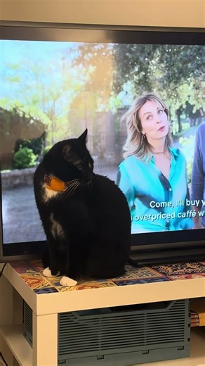 Gluey & Milo - Gluey Loves His Hallmark Movies #glueyandmilo #cat