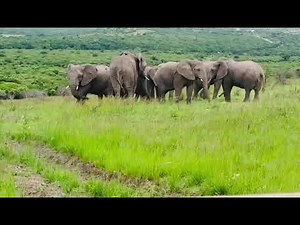 Elephants versus cheetahs: not yet best friends…