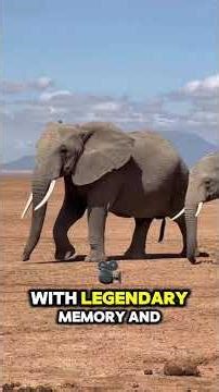 The Top 5 Animals With Human-Level Intelligence