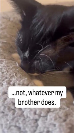 Wholesome Biscuits vs Sin Biscuits