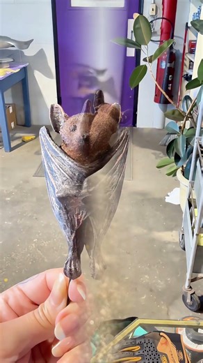 The Gray bat