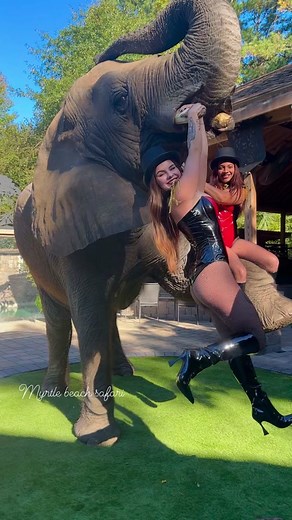 Circus Themed Elephant Halloween Costume | Myrtle Beach Safari