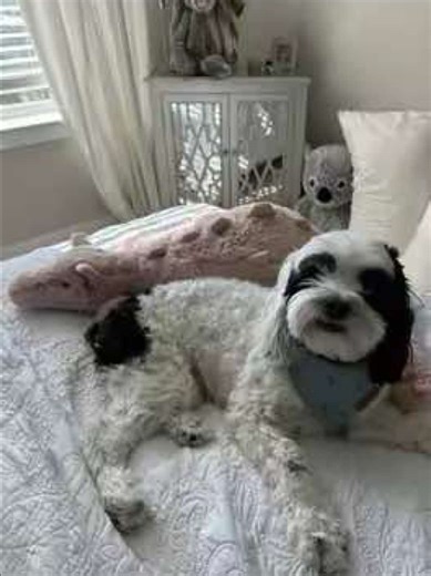 Bamboo’s nonnegotiable is for Sesame Street to be playing when i leave the house #dog #sesamestreet #baby