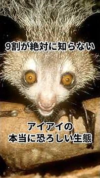 アイアイの恐ろしい生態 #動物 #雑学 #動物雑学 #アイアイ
