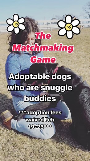 Our next fee-waived adoption event for dogs starts Monday, February 19th and runs until the 25th!! Here are some eligible dogs who want to be a lap dog, and their adoption fees will be waived next week (if they don’t get adopted first!). Please share far and wide to help our dogs find great homes! More info at mspca.org/dogs | MSPCA-Angell