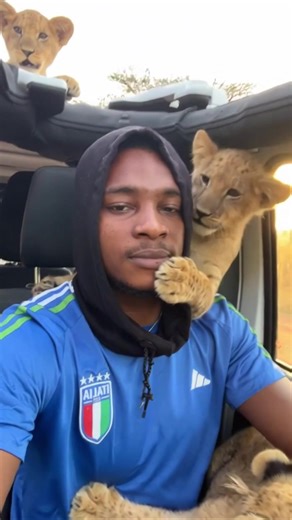 Lion Cubs Steal the Show While Driving
