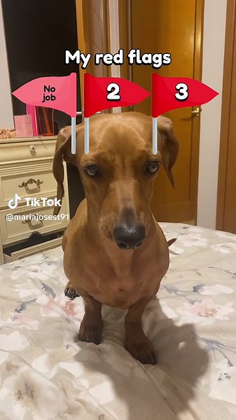 Doxie Dogs: The Adorable Daschunds You Need to Know