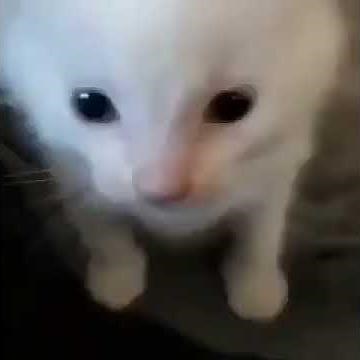 Herbert Brain power Meme