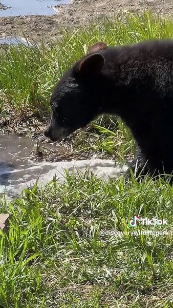 Amazing Animals Enjoying Life at Discovery Wildlife Park