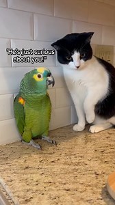 1.1M views · 23K reactions | Parrot Accuses Cat Of Criminal History | Denzel Colt | Facebook
