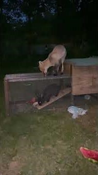 Wild Fox Comes To Eat My Bunny!