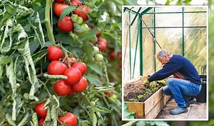 Gardener's World tips: Why your outdoor tomatoes haven't ripened
