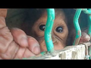 BABY ORANGUTAN CRYING