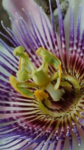 98K views · 877 reactions | This stunning time-lapse photography shows us why we should approach every day with gratitude. #photography #gratitude #LouieSchwartzberg | TED | Facebook