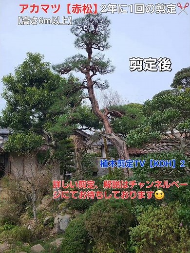 スラッと✨美しい✨アカマツ【赤松】剪定 庭木 樹木 針葉樹 高木【造園 庭師 植木職人】クロマツ 五葉松 技術 村雨 庭園