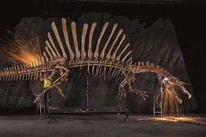Scientists Speak about Spinosaurus