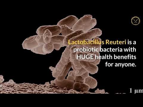 Lactobacillus Reuteri Health Benefits: 6 Power Reasons to Take This Probiotic