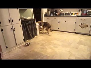 German Shepherd with Panosteitis