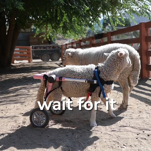 136K views · 8.9K reactions | The moment Pippa got her cart is one...