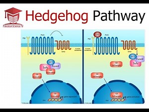 Hedgehog Signalling Pathway